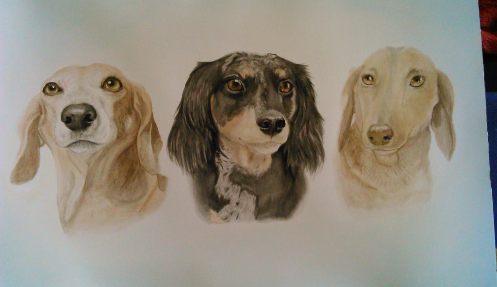 Trio Dachshunds