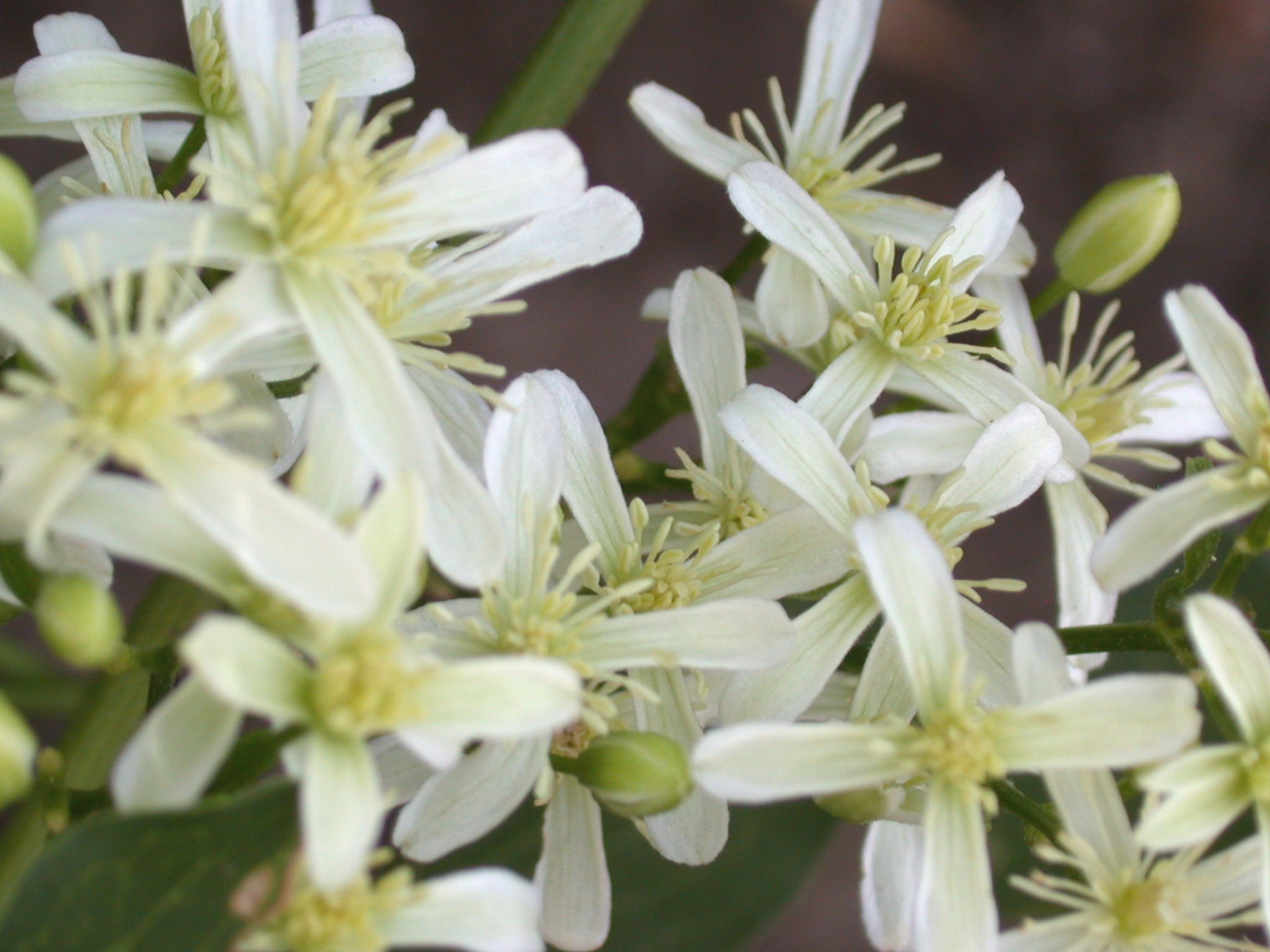 clematis