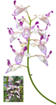 Orchid OR1 by IZSTEVE