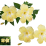 Hibiscus H02 PNG