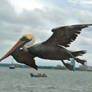 Colombia Pelican
