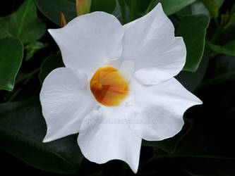 White Mandevilla