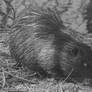 European Beaver (Castor Fiber) b'w