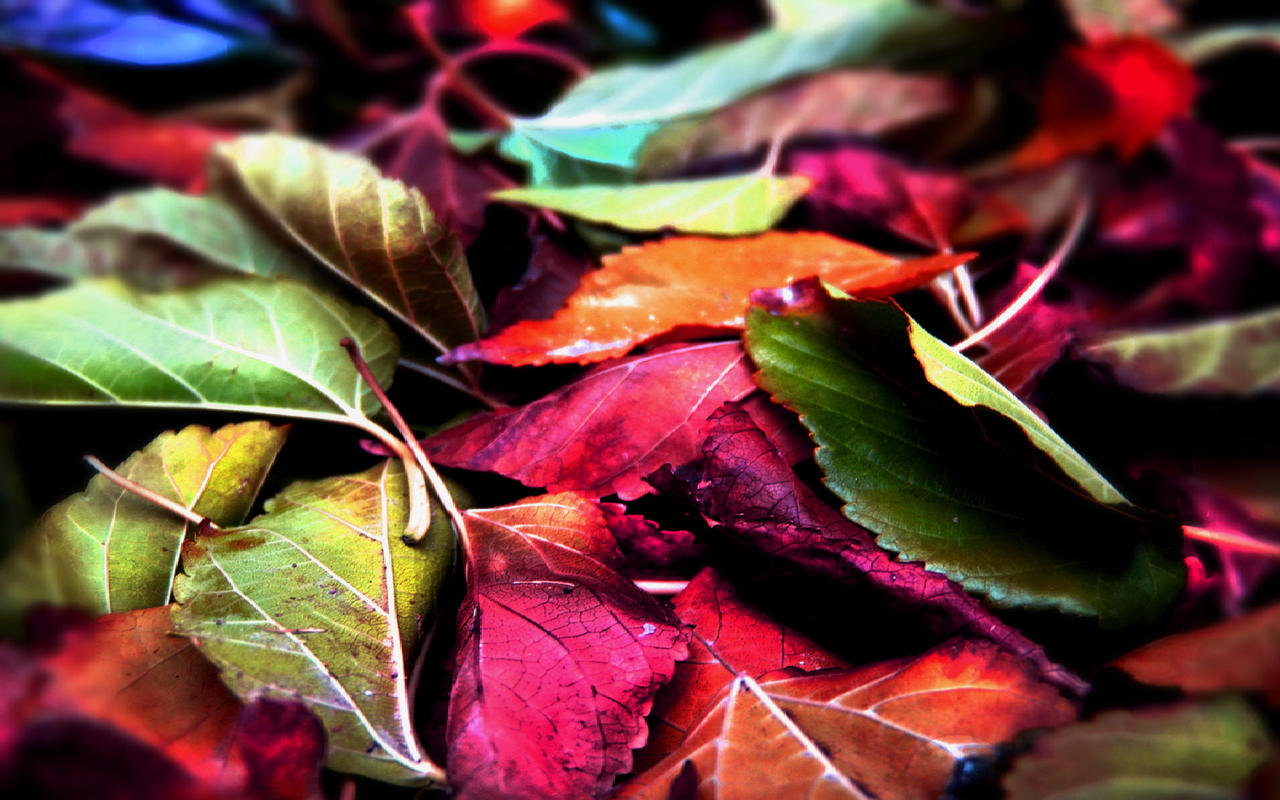 lEaves.