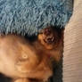 Lil Has Her Own Version Of Sleep.