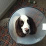 Cordie- Cone Of Shame.