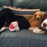 Cordie, Tia and Lil~We Stare.