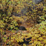 Logan Canyon Riverwalk Trail 8