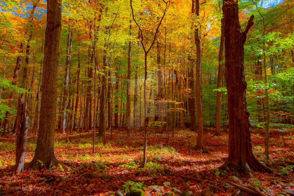 Sacred Grove 2 by john33 on DeviantArt