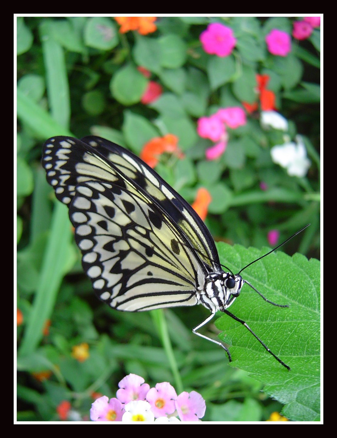 Butterfly 1