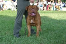 my brothers Dogue de Bordeaux