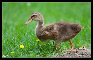 Baby Duck