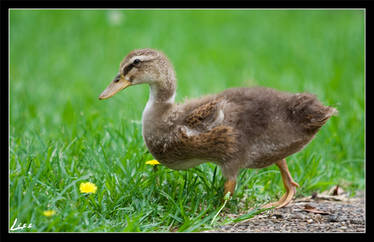 Baby Duck