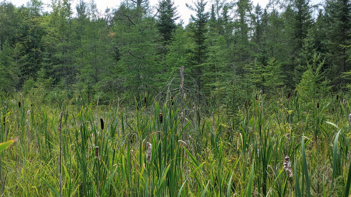 Reeds by the Forest 1 by TalkingHuman on DeviantArt