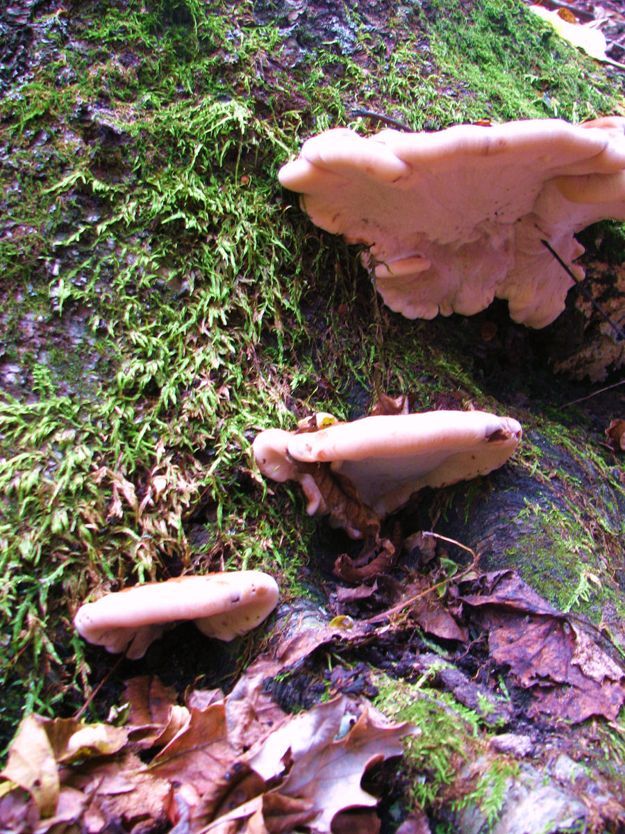 Shroom Stairs