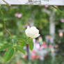 White Rosebud Ia