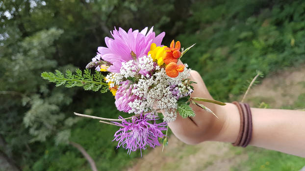 Wild flowers - Spain - August - T.Lett