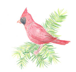 Cardinal