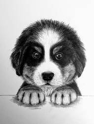 Bernese Pup by TKH-Arts