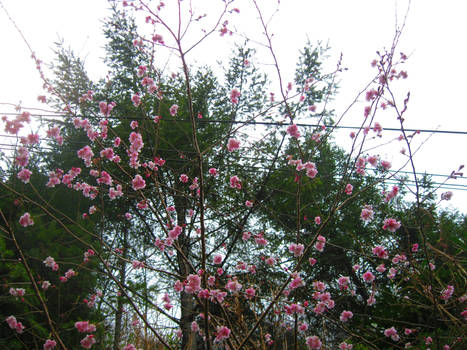 Pink Flowers