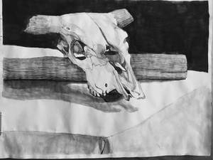 Cow Skull