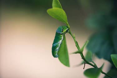 caterpillar