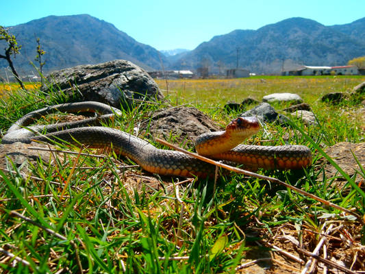 Caspian Whipsnake ( dolichophis caspius )