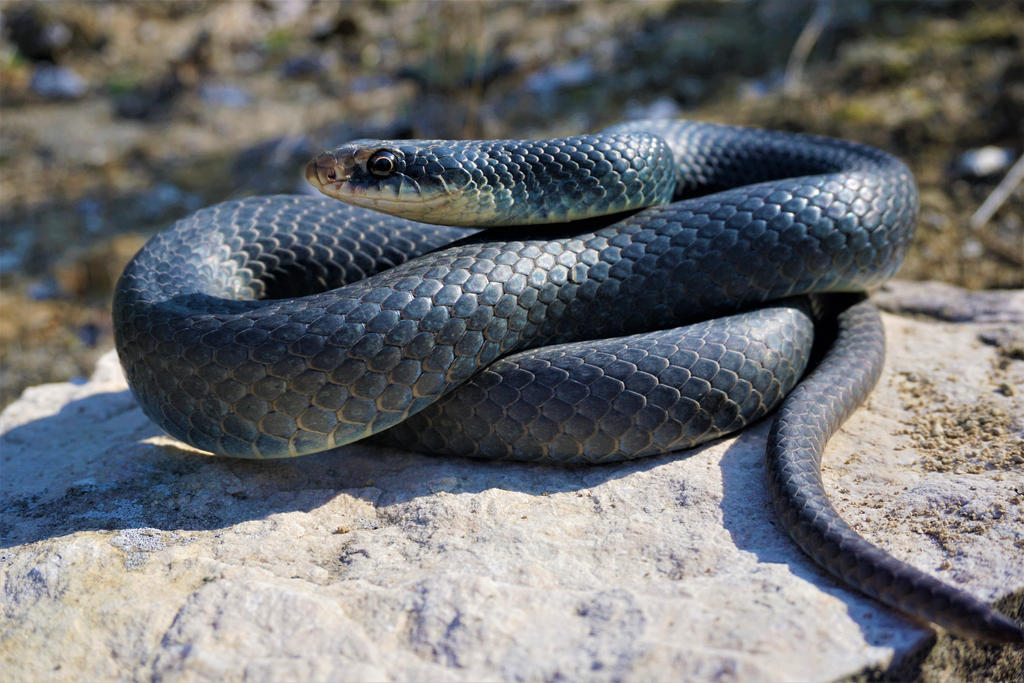 Blue Racer by 666NonServiam on DeviantArt