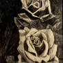 Sotiris Pirounias - Roses in black