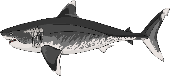 Megalodon (Black) by ximpressed on DeviantArt