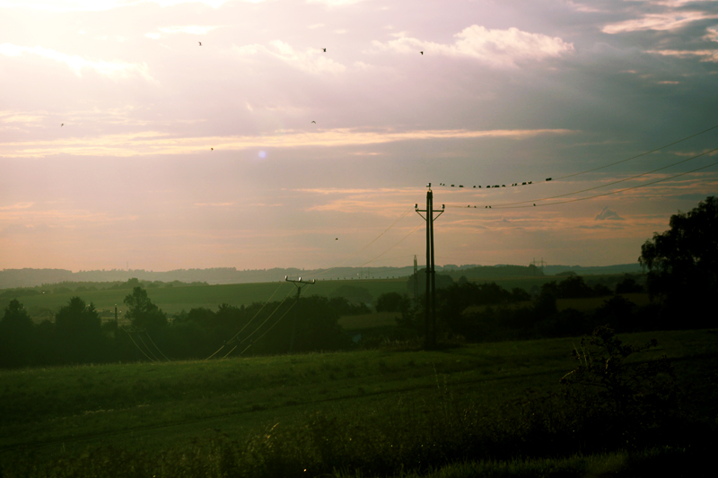 Birds in field