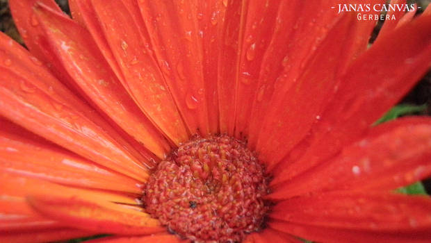 Gerbera