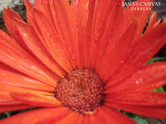 Gerbera - Large