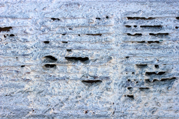 Rotting Wood Background