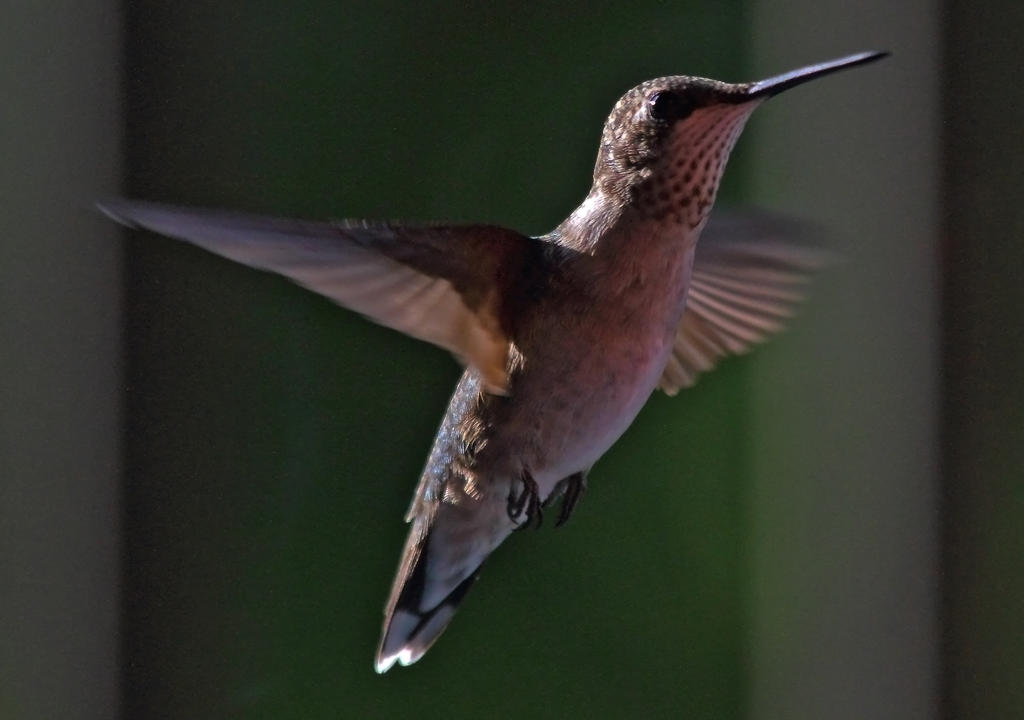 Hummingbird