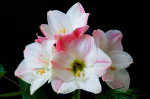 Amaryllis 4