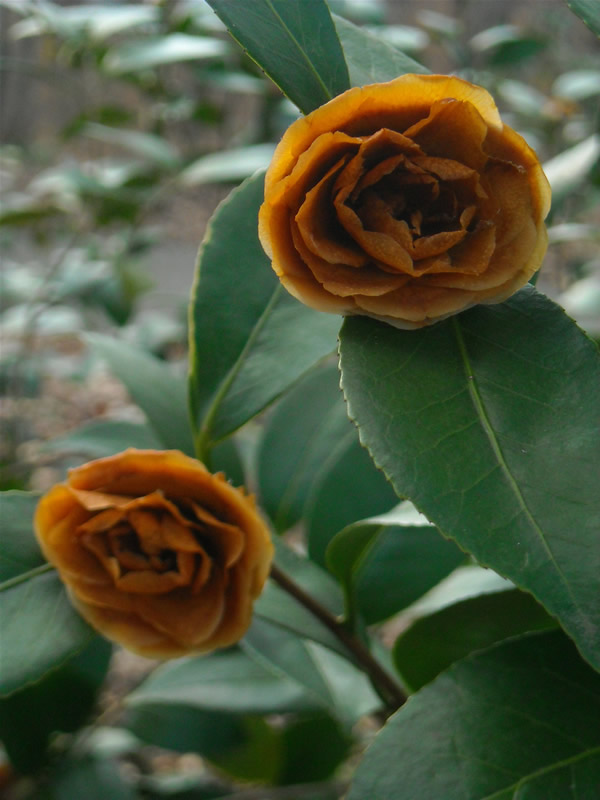 Orange Roses