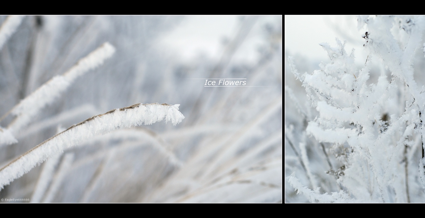 Ice Flowers