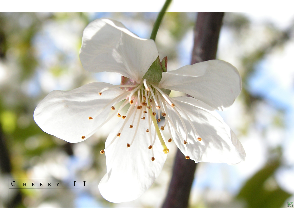 cherry blossom II