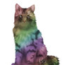 Rainbow Kitty