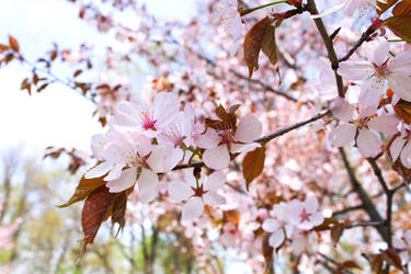 Moscow.Sakura