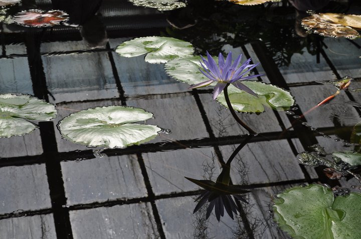 water lily reflection