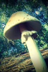 y hllo thar, mr. 'shroom