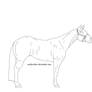 Stock Horse Lineart