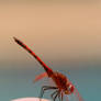 The Little Red Dragonfly