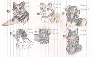 Adopt a dog ALL ADOPTED