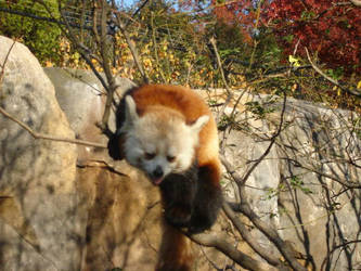 Red Panda