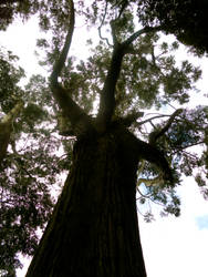 A View from Below