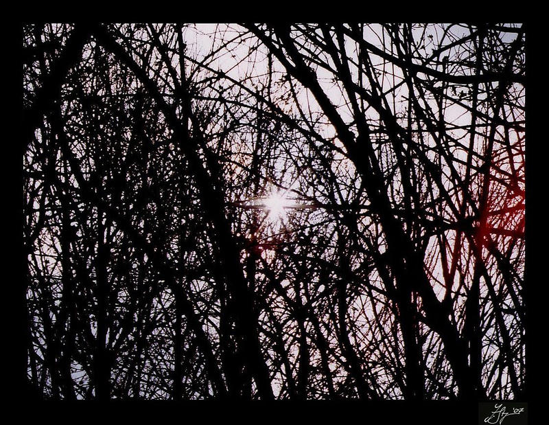 Backlight-Grove by Pappbecher on DeviantArt