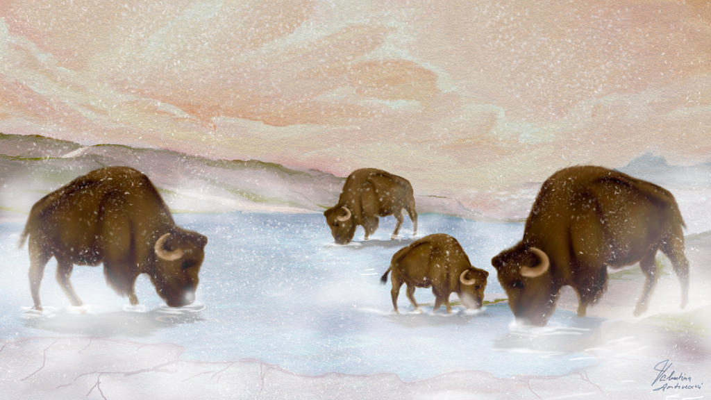 Bisons in winter